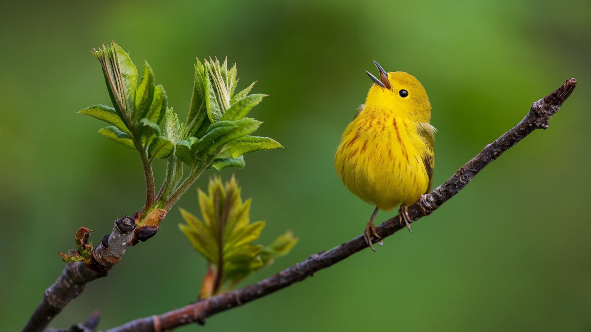 奇库诺娃泳姿优雅,细节决定胜负,库奇娜百度百科
