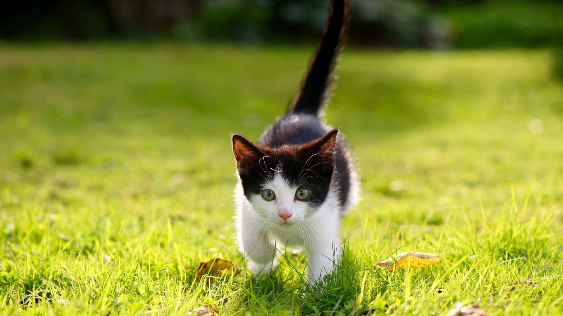 电竞评论员培训计划面向全国招生,电竞时评