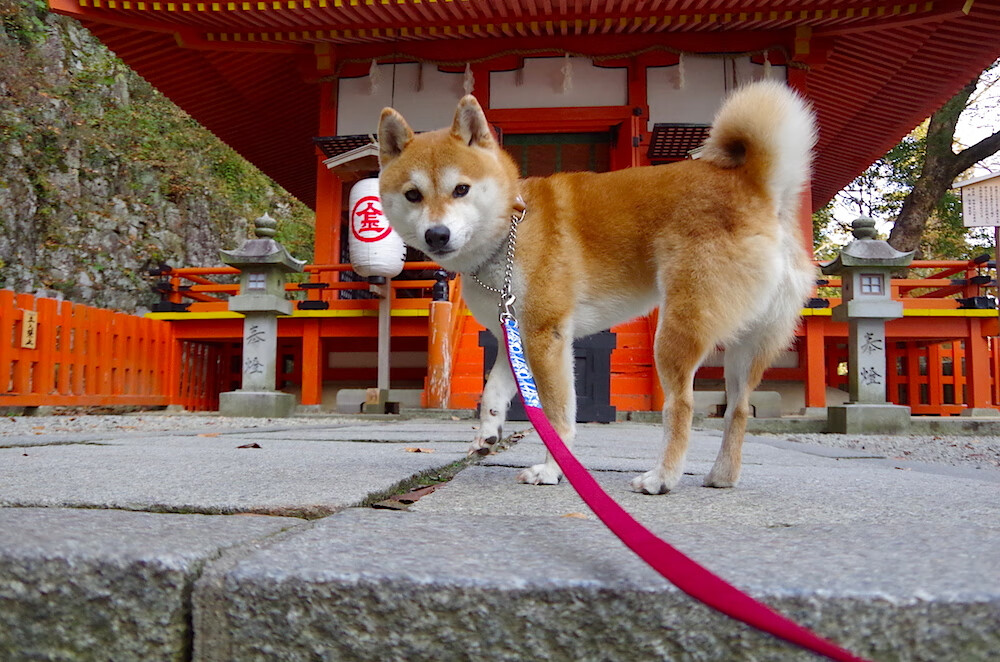 阿伦·斯密斯:他与全黑队后场的默契配合,为球队提供强大支持