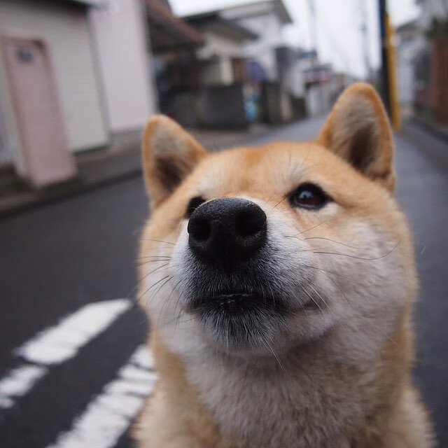 阿莱克西高质量蝶泳引媒体关注,阿莱克西亚同人图